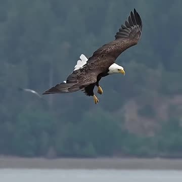 Hungry bald eagle glides in and snatches a fish from a bed of sea lettuce.