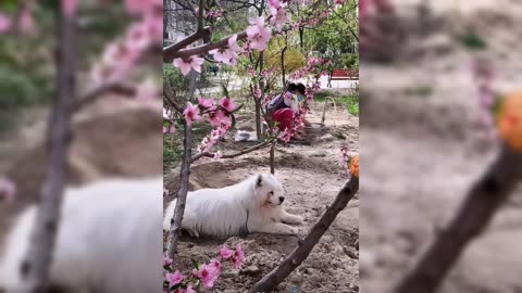 Beautiful puppy Guardian