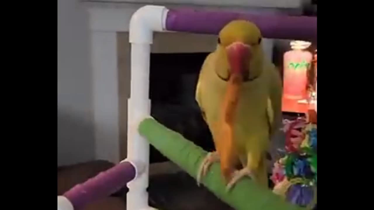 Greedy Parrot!