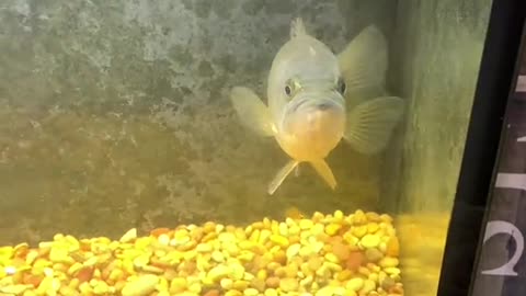 What should I feed him 🤔🤔