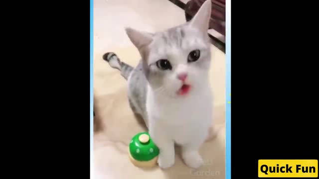 Dogs and Cats Very Funny Videos