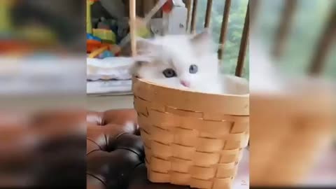 Little cat so cute