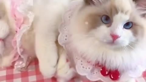 Aww cute cat videos funny❤️ Cat Cash Compilation 💚 Tiktok Cat #cat #shorts