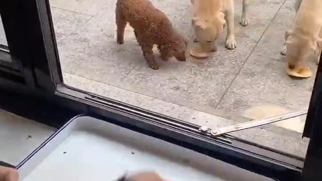 Brothers line up to eat together. What clever dogs