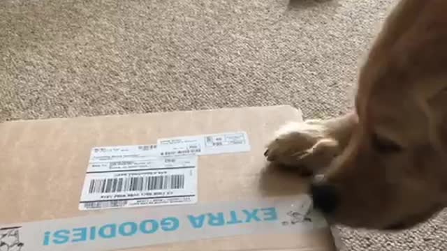 Strong independent dog doesn’t need any help opening his presents