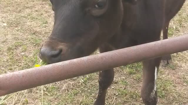 cow eating