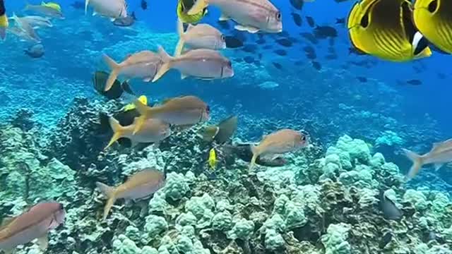 lovemyplanet#planetearth#fish