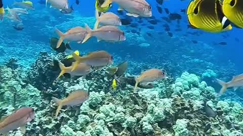 lovemyplanet#planetearth#fish