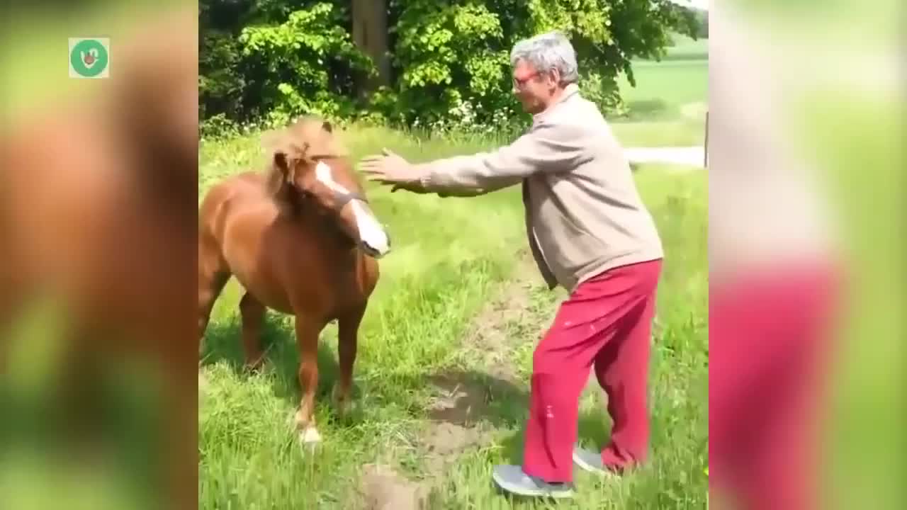 FUNNY INSTANT REGRET HORSE GRABBING