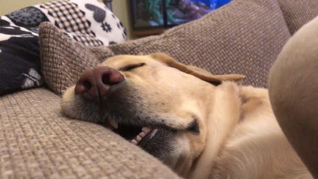 Sleeping Pooch Snores Loudly