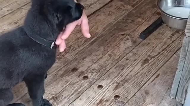 the puppy learns to eat for the first time