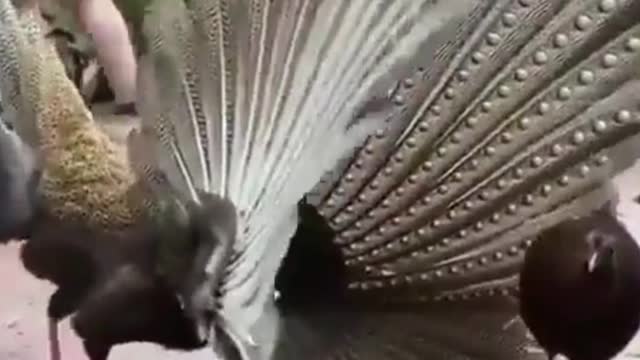 Bird trying to woo its partner