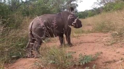 Adorable baby rhino