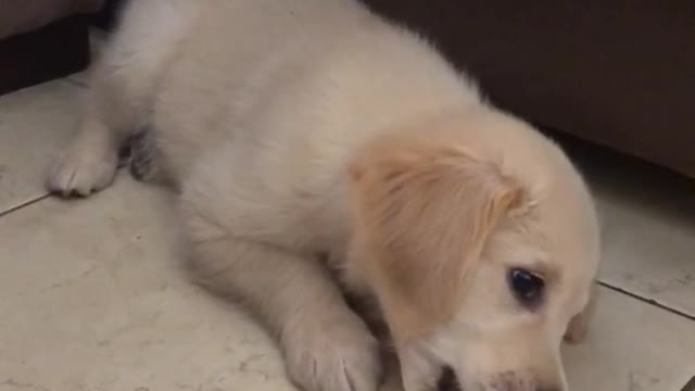 Puppy dog eating carrot on floor