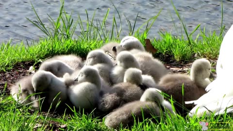 Funny Ducklings