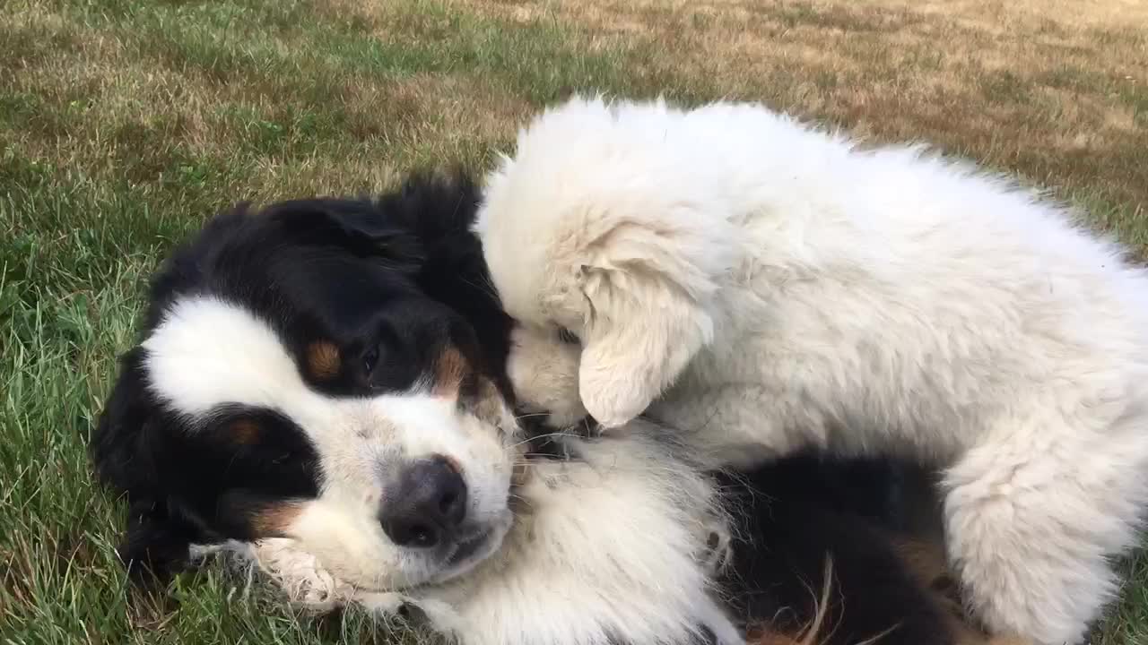 Bernese Mountain Dog effortlessly wins tug-of-war against puppy