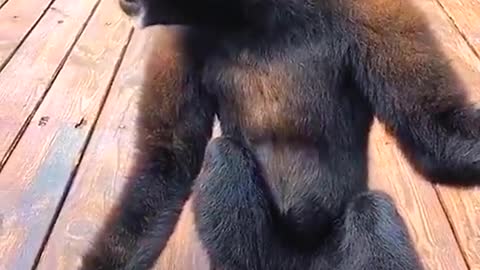 Funny gorilla shows crying 😢 😭 🤣