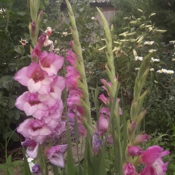 Purple gladioli