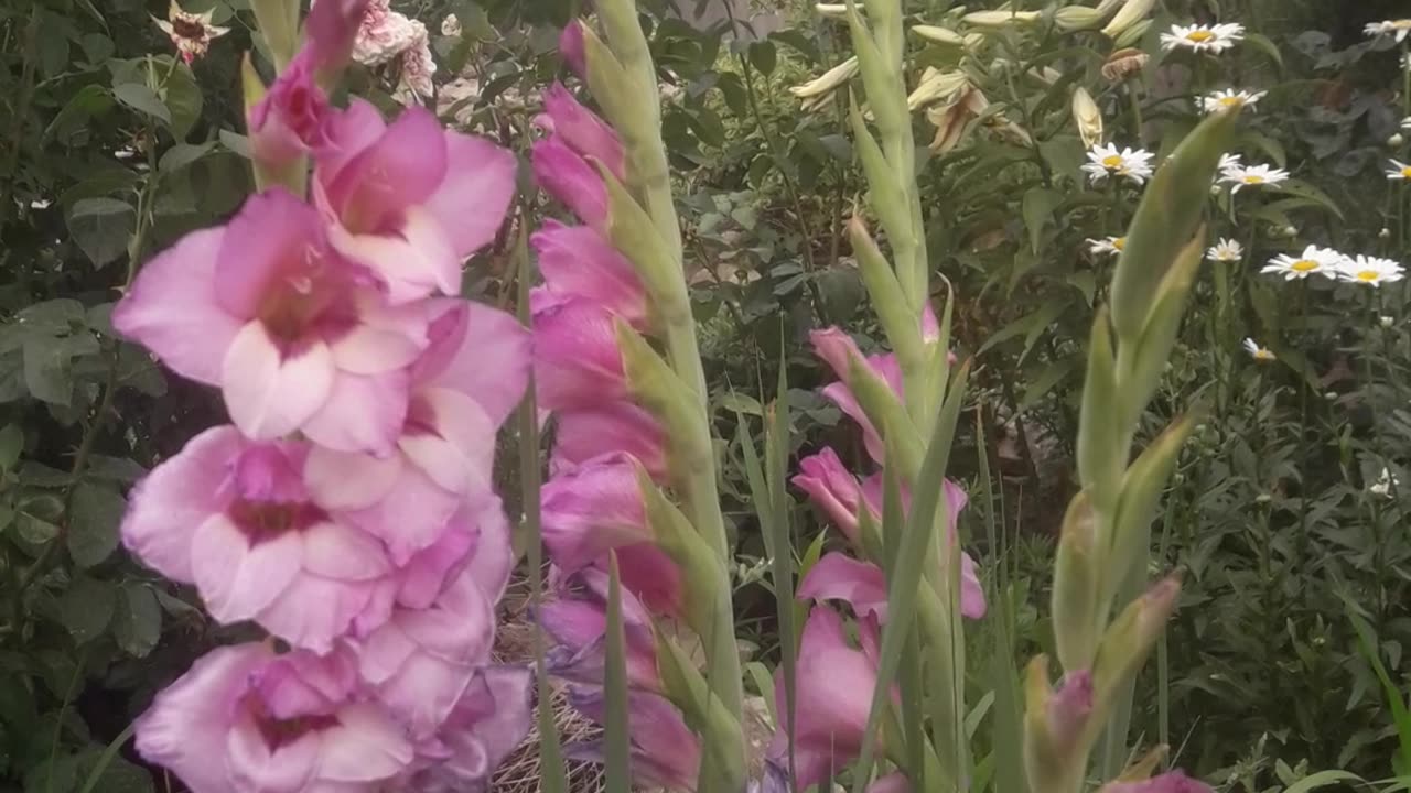 Purple gladioli