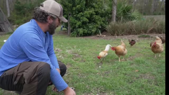 Chicken Fever you probably got it
