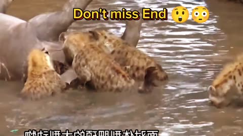hyena eat the pig | Entertainment video | amazing video