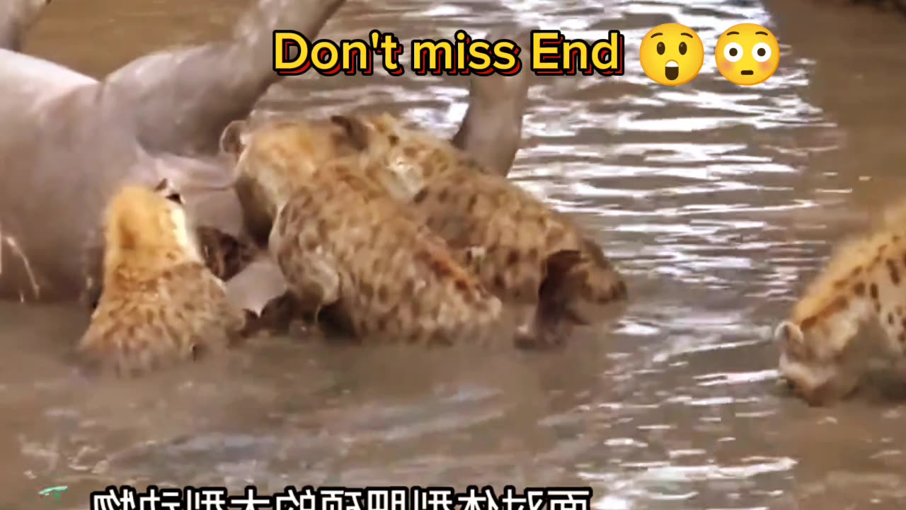 hyena eat the pig | Entertainment video | amazing video