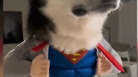 Funny animal