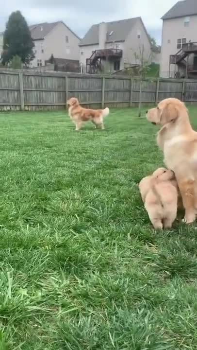 BEST ANIMALS OF 2022 Pt. 1 | Funny Pet Videos