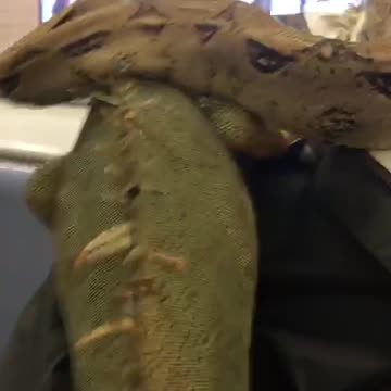 Man has lizards and snakes on his shoulders on train
