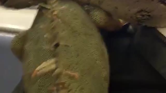 Man has lizards and snakes on his shoulders on train