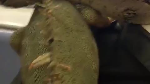 Man has lizards and snakes on his shoulders on train