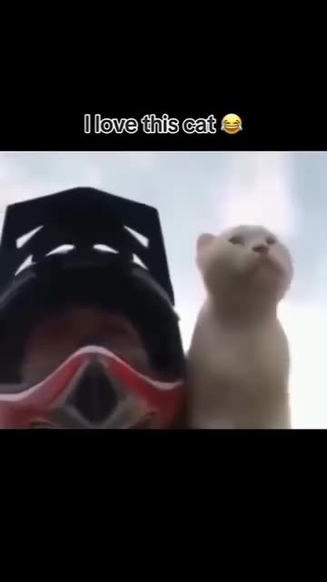 Funny moments with cat 😺