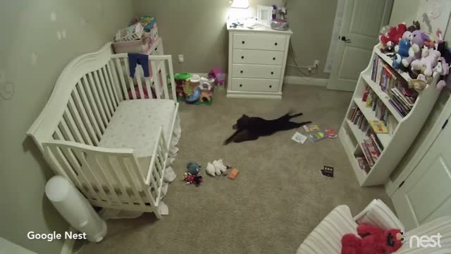 Dog Sneaks into Baby's room and Dances!