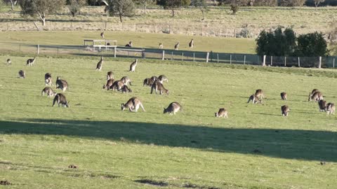 Kangaroos Melbourne Airport