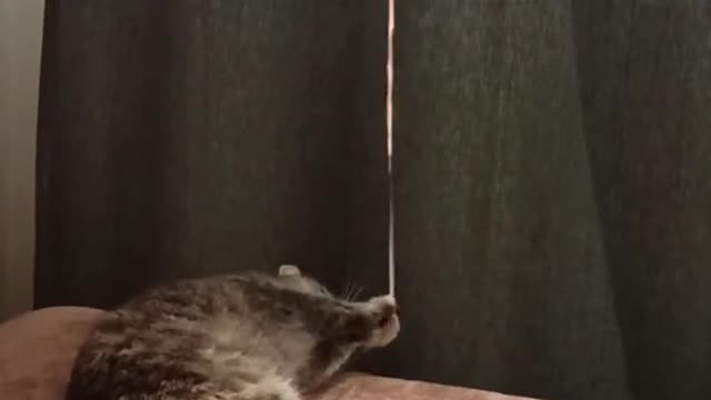 Mama Cat Takes Back Crying Kitten From Toddler