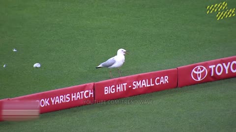 THESE CRICKET MOMENTS WILL GO VIRAL!