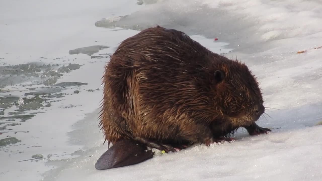 Beaver, on the ice shelf beside the river, takes care of his fur, then escapes to the river