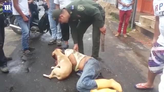 Loyal Dog Guards owner as he sleeps off a hangover