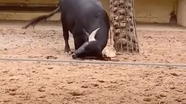 Buffalo save turtle by flipping him over hushed..