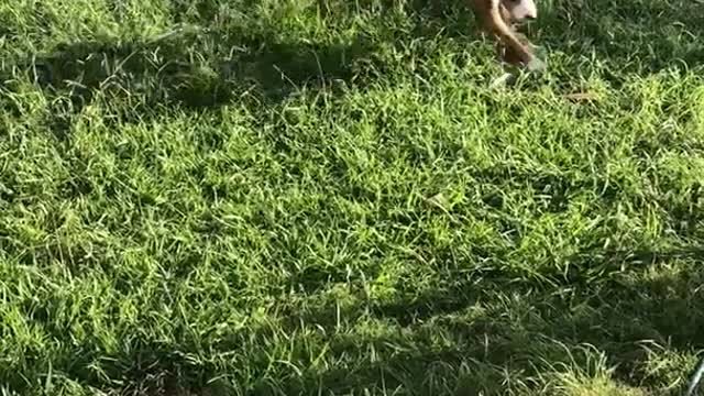 Brown pit dog jumps and spins on green grass