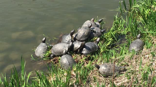 Turtle pyramid