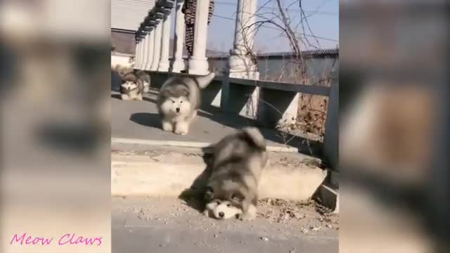 🤣🤣Funny Dog video 2021🐶🐶🐕Funny viral video 😊Dog's life🤣