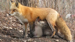 Fox Stands on Guard as It Feeds Cubs