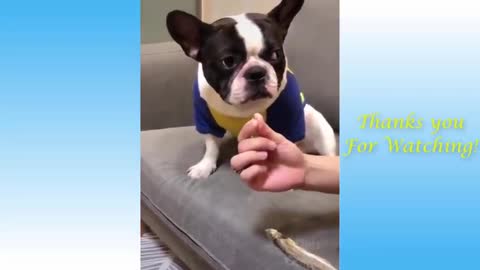 Funny videos for animals. Dz