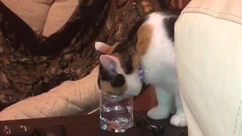 one thirsty kitty