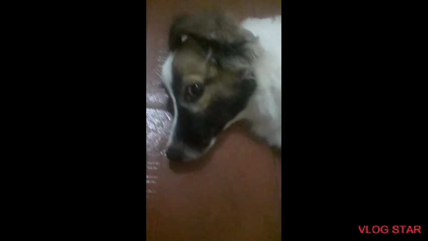 PETS DOGS
