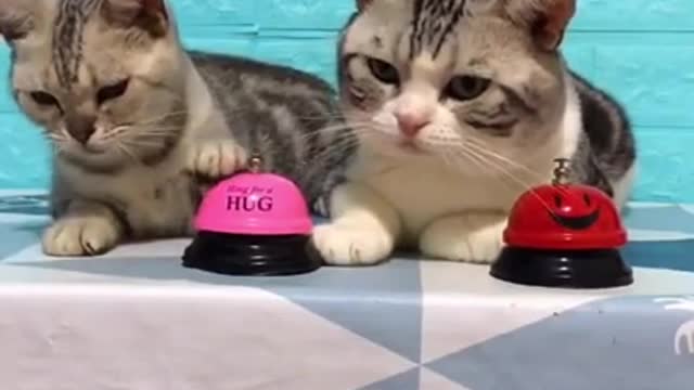 Funny Cats, try not to laugh