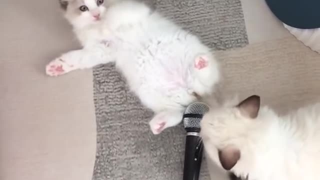 Funniest cats and dogs πΆπ± part 1
