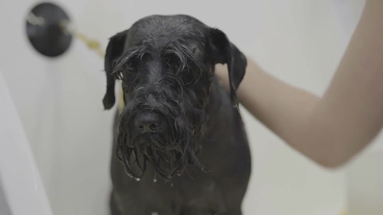 Adorable dog in barber pet Pet grooming salon Professional pet groomer washing black big dog