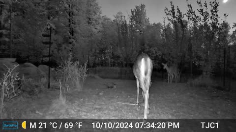 Deer & Possum